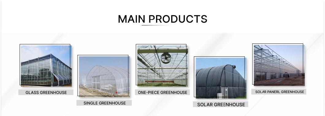 Venlo Type PC Greenhouses Glass Greenhouse for Vegetables/Flower/Cucumber Exhibition Hall Farm with Hydroponics System