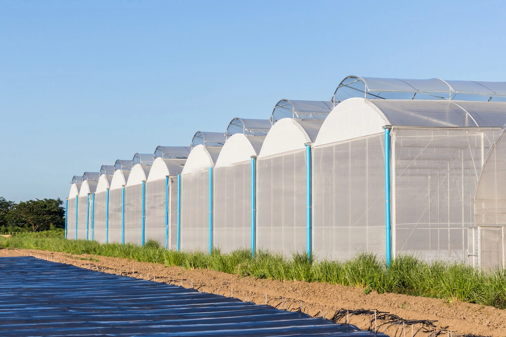 Low Cost Agricultural Used Plastic Film Hydropoinics Greenhouses Building Material for Sale