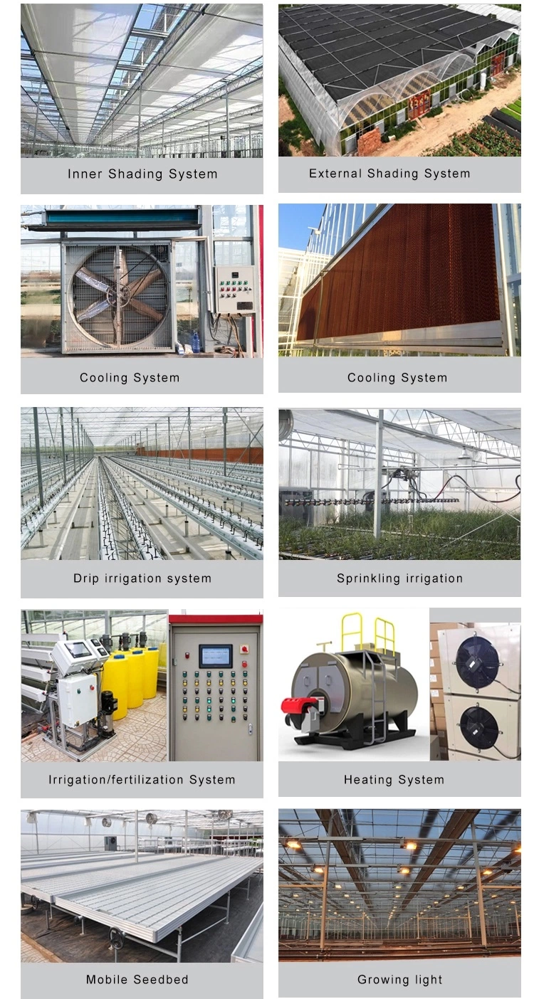 Multi-Span Agricultural Polycarbonate/PC Sheet Greenhouse