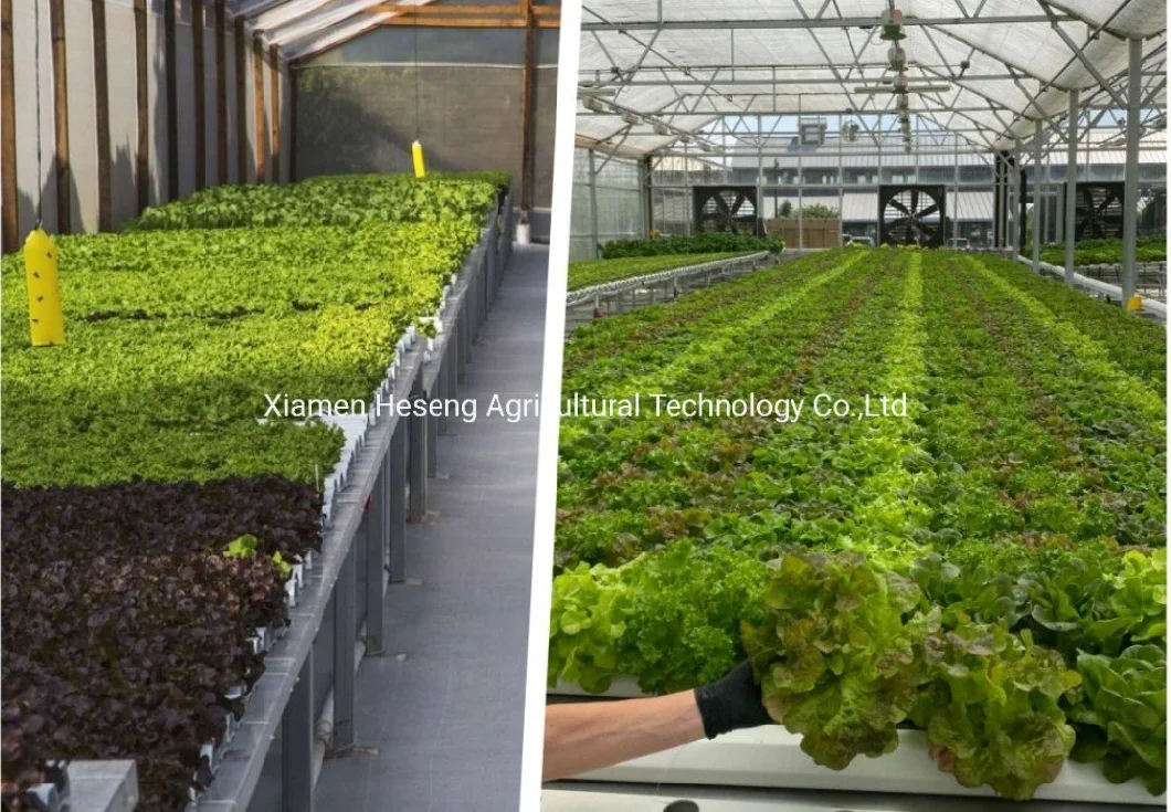 100*50mm PVC Gutter Soilless Greenhouse Vertical Hydroponics Nft Grow System for Lettuce Strawberry