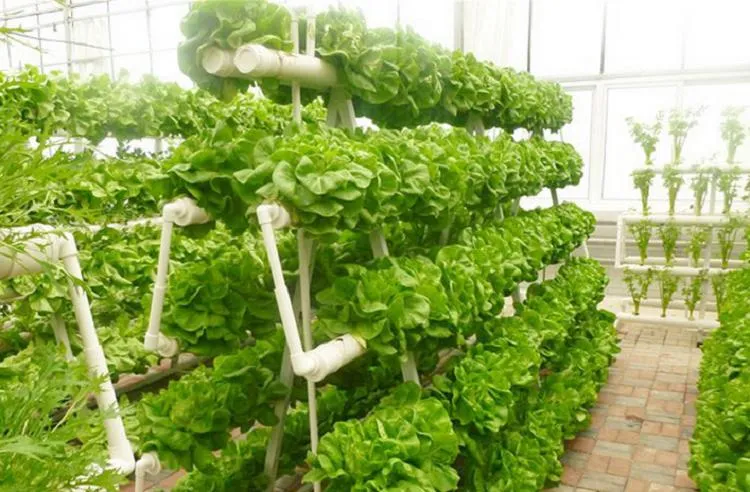 a Type Planting Frame Hydroponics Growing System for Greenhouse